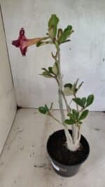 Planta Dobrada 3617 – 35cm – 02 anos - Imagem 9