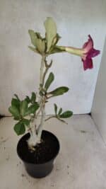 Planta Dobrada 3617 – 35cm – 02 anos - Imagem 8