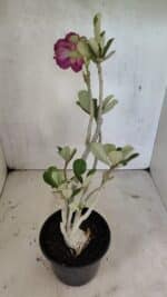 Planta Dobrada 3617 – 35cm – 02 anos - Imagem 7