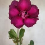 Planta Dobrada 3617 – 35cm – 02 anos