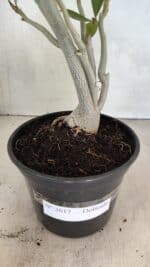 Planta Dobrada 3617 – 35cm – 02 anos - Imagem 5