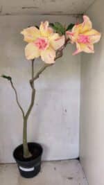 Planta Dobrada 3618 – 40cm – 03 anos - Imagem 2