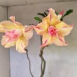 Planta Dobrada 3618 – 40cm – 03 anos