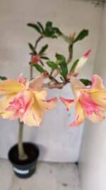 Planta Dobrada 3618 – 40cm – 03 anos - Imagem 5