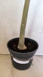 Planta Dobrada 3618 – 40cm – 03 anos - Imagem 8