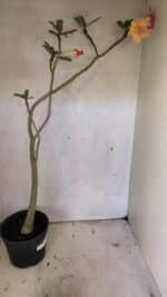 Planta Dobrada 3618 – 40cm – 03 anos - Imagem 6