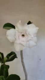 Planta Dobrada 3619 – 40cm – 03 anos