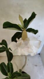 Planta Dobrada 3619 – 40cm – 03 anos - Imagem 4