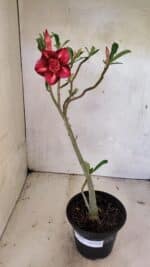 Planta Dobrada 3620 – 30cm – 02 anos - Imagem 2