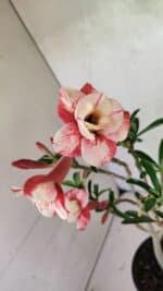 Planta Dobrada 3621 – 35cm – 03 anos - Imagem 5