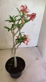 Planta Dobrada 3621 – 35cm – 03 anos - Imagem 7