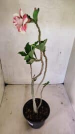 Planta Dobrada 3622 – 35cm – 03 anos - Imagem 5