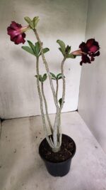 Planta Dobrada 3623 – 35cm – 03 anos - Imagem 9