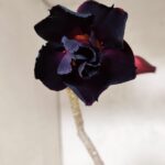 Planta Dobrada 3624 – 35cm – 03 anos