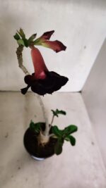 Planta Dobrada 3624 – 35cm – 03 anos - Imagem 6