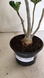 Planta Dobrada 3624 – 35cm – 03 anos - Imagem 7