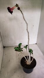 Planta Dobrada 3624 – 35cm – 03 anos - Imagem 5