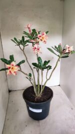 Planta Dobrada 3625 – 50cm – 03 anos