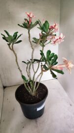 Planta Dobrada 3625 – 50cm – 03 anos - Imagem 6