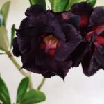 Planta Dobrada 3626 – 35cm – 03 anos