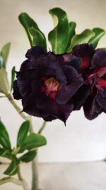 Planta Dobrada 3626 – 35cm – 03 anos