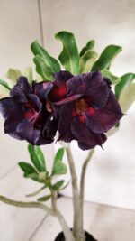 Planta Dobrada 3626 – 35cm – 03 anos - Imagem 5