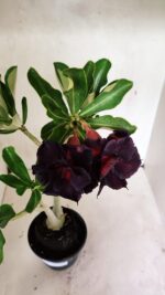 Planta Dobrada 3626 – 35cm – 03 anos - Imagem 4