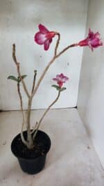 Planta Dobrada 3627 – 35cm – 03 anos - Imagem 5