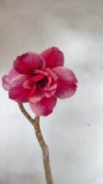 Planta Dobrada 3627 – 35cm – 03 anos - Imagem 3