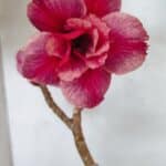 Planta Dobrada 3627 – 35cm – 03 anos