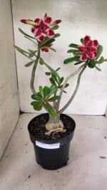 Planta Dobrada 3628 – 45cm – 03 anos - Imagem 2