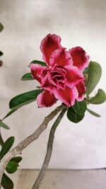 Planta Dobrada 3628 – 45cm – 03 anos - Imagem 4