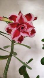 Planta Dobrada 3628 – 45cm – 03 anos - Imagem 6