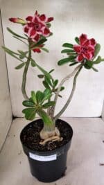 Planta Dobrada 3628 – 45cm – 03 anos - Imagem 9