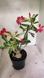 Planta Dobrada 3628 – 45cm – 03 anos - Imagem 7