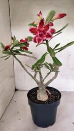 Planta Dobrada 3628 – 45cm – 03 anos - Imagem 5