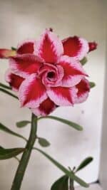 Planta Dobrada 3628 – 45cm – 03 anos