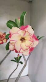 Planta Dobrada 3629 – 55cm – 04 anos - Imagem 4