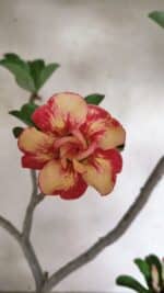 Planta Dobrada 3629 – 55cm – 04 anos - Imagem 3