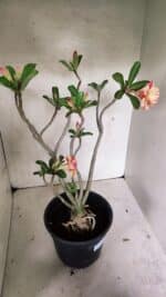 Planta Dobrada 3629 – 55cm – 04 anos - Imagem 9