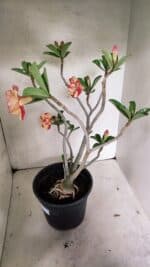 Planta Dobrada 3629 – 55cm – 04 anos - Imagem 7