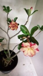 Planta Dobrada 3629 – 55cm – 04 anos - Imagem 5