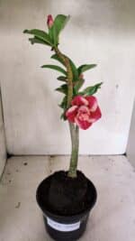 Planta Dobrada 3630 – 35cm – 03 anos - Imagem 2