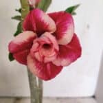 Planta Dobrada 3630 – 35cm – 03 anos