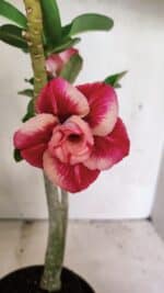 Planta Dobrada 3630 – 35cm – 03 anos