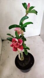 Planta Dobrada 3630 – 35cm – 03 anos - Imagem 6