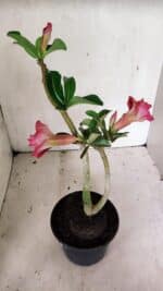 Planta Dobrada 3630 – 35cm – 03 anos - Imagem 5