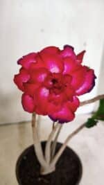 Planta Dobrada 3631 – 35cm – 03 anos