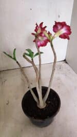 Planta Dobrada 3631 – 35cm – 03 anos - Imagem 5