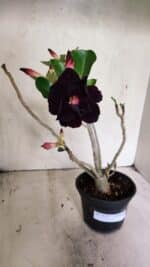 Planta Dobrada 3632 – 35cm – 03 anos - Imagem 2